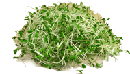 Alfalfa Sprouts