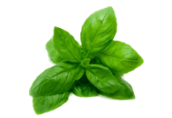 Basil