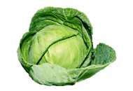 Cabbage, Green