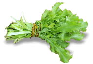 Chicory (Curly Endive)