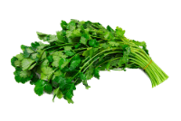 Cilantro