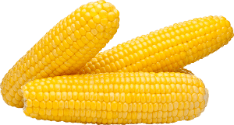 Corn, Yellow