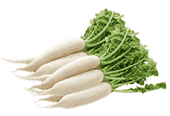 Daikon Radish