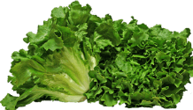 Escarole