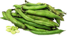 Fava Beans (Broadbeans)