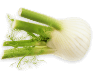 Fennel