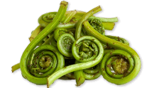 Fiddleheads