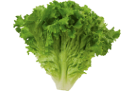 Lettuce-Green-Leaf