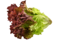 Lettuce, Red Leaf