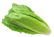 Lettuce, Romaine