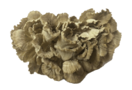 Mushrooms, Maitake