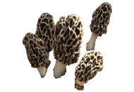 Mushrooms, Morel