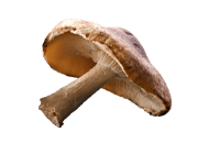 Mushrooms, Shiitake