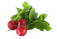 Radishes