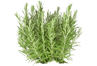 Rosemary