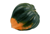 Squash, Acorn