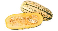 Squash, Delicata