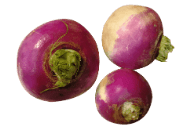 Turnip